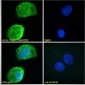 Goat Anti-TIM3 / HAVCR2 Antibody